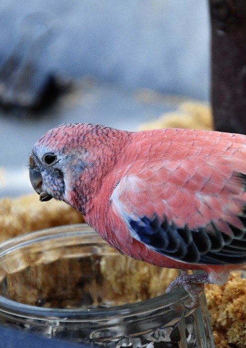 Roze bourke parkiet zit op glazen schaal omringd door trosgierst.