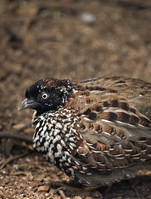 Button quail