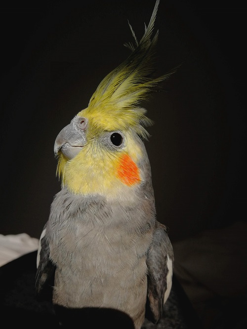 Cockatiel male in the sun | 9 quiet pet birds