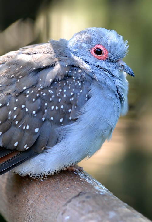Diamond dove