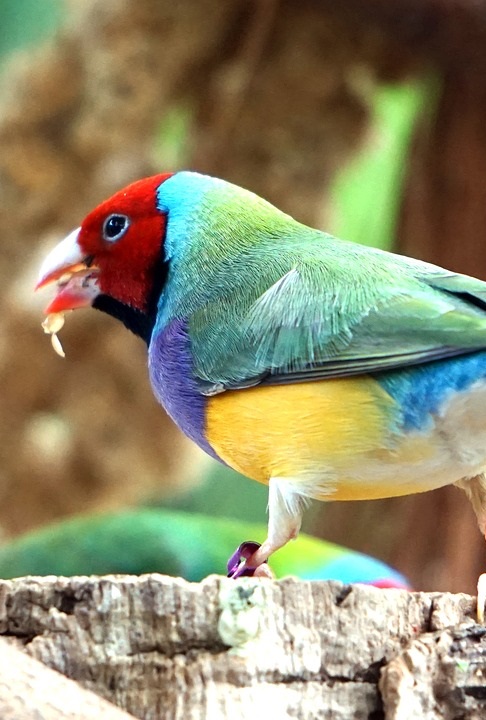 Gouldian finch | 9 quiet pet birds