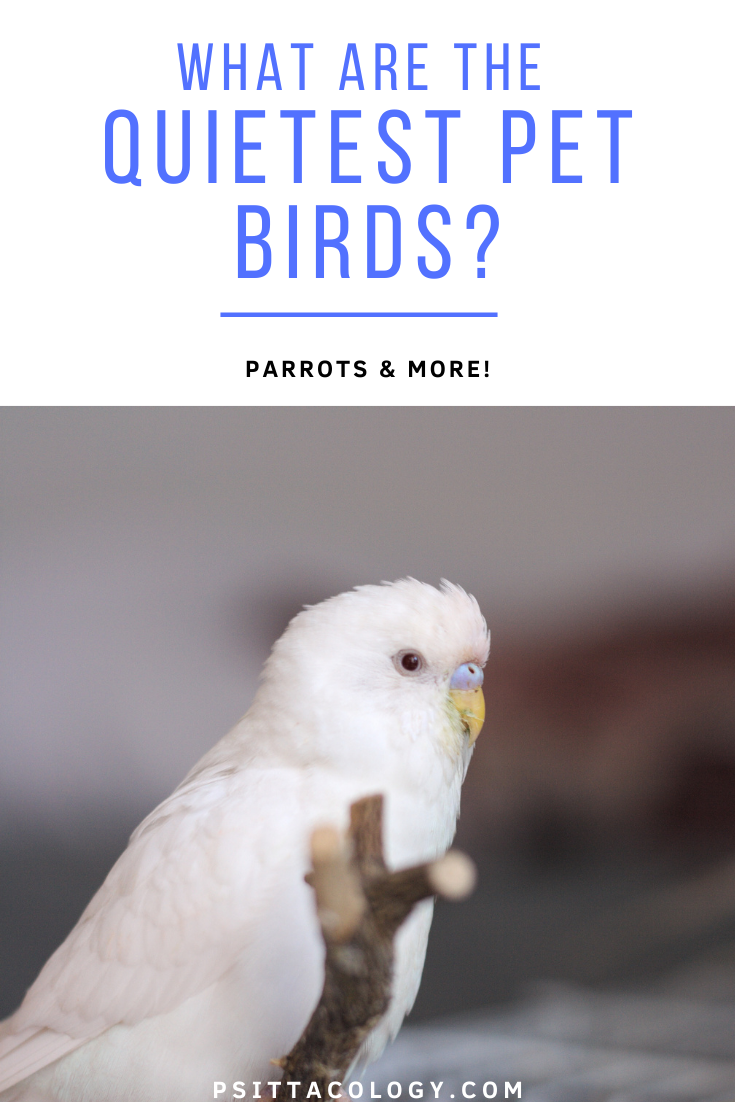 White male albino budgie (Melopsittacus undulatus) | 9 quiet pet birds