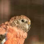 Close-up on the head of a pink Bourke parakeet - Neopsephotus bourkii