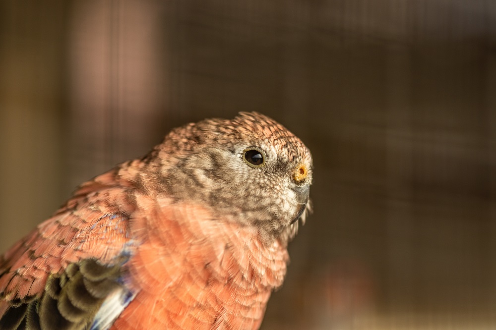 Close-up on the head of a pink Bourke parakeet - Neopsephotus bourkii