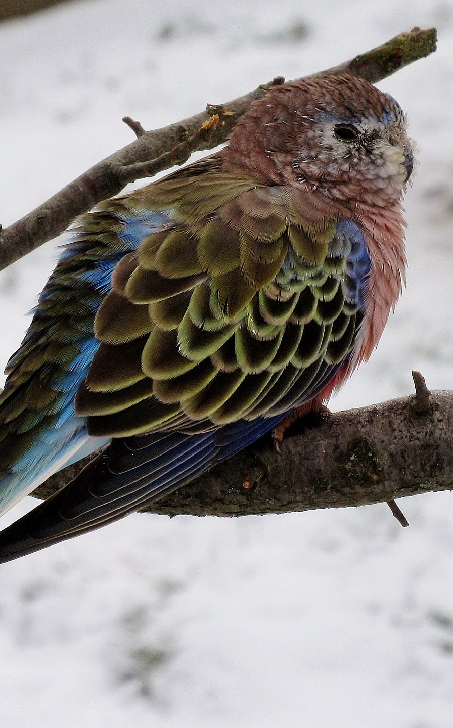 Bourke's parakeet fluffed up perched on branch on a snowy day.