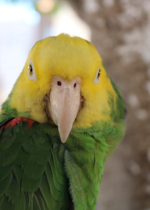 Retrato de un loro rey (Amazona oratrix).