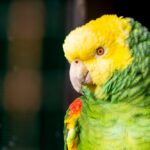 Double yellow headed Amazon parrot headshot in the sun.