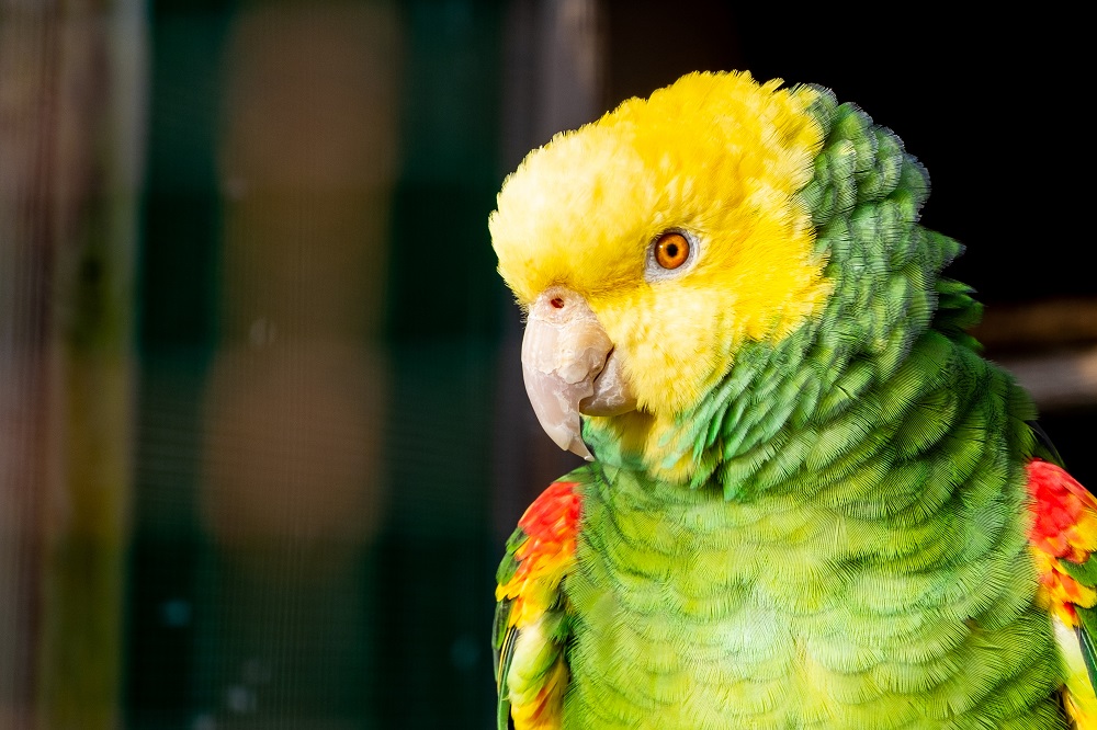 Yellow-Headed Amazon Parrot - wide 9