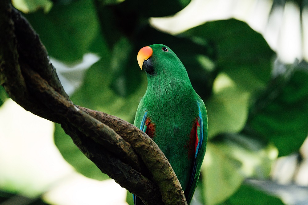 Green male Eclectus parrot in tree.