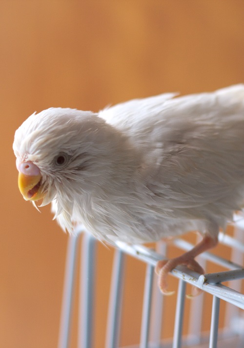 White budgie parakeet with wet feathers after taking a bath. 