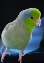 Lifespan Of A Parrotlet | How Long Do Parrotlets Live? - Psittacology