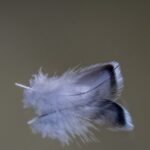 Small downy feather from budgie parakeet | Budgie molting, what to do?