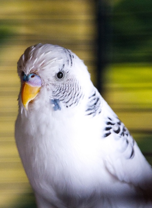 Budgie parakeet with white pinfeathers on its head during molt.