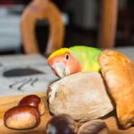 Lovebird parrot inspecting a mushroom.