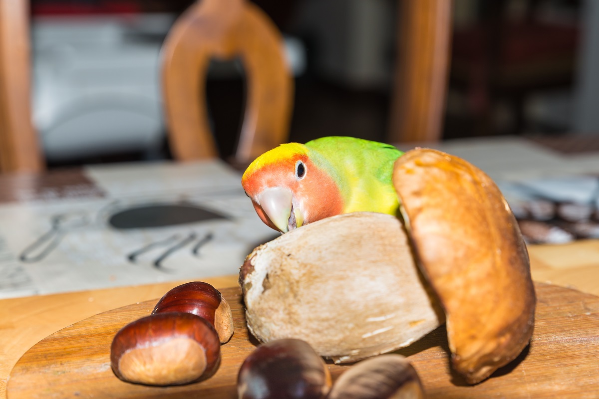 Lovebird parrot inspecting a mushroom.
