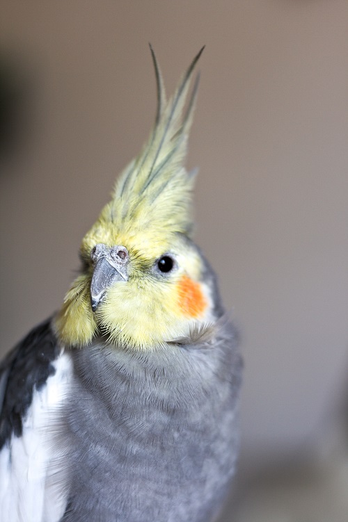 Wild type male cockatiel (Nymphicus hollandicus), a popular pet parrot.