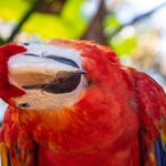Red macaw parrot with curiously cocked head.