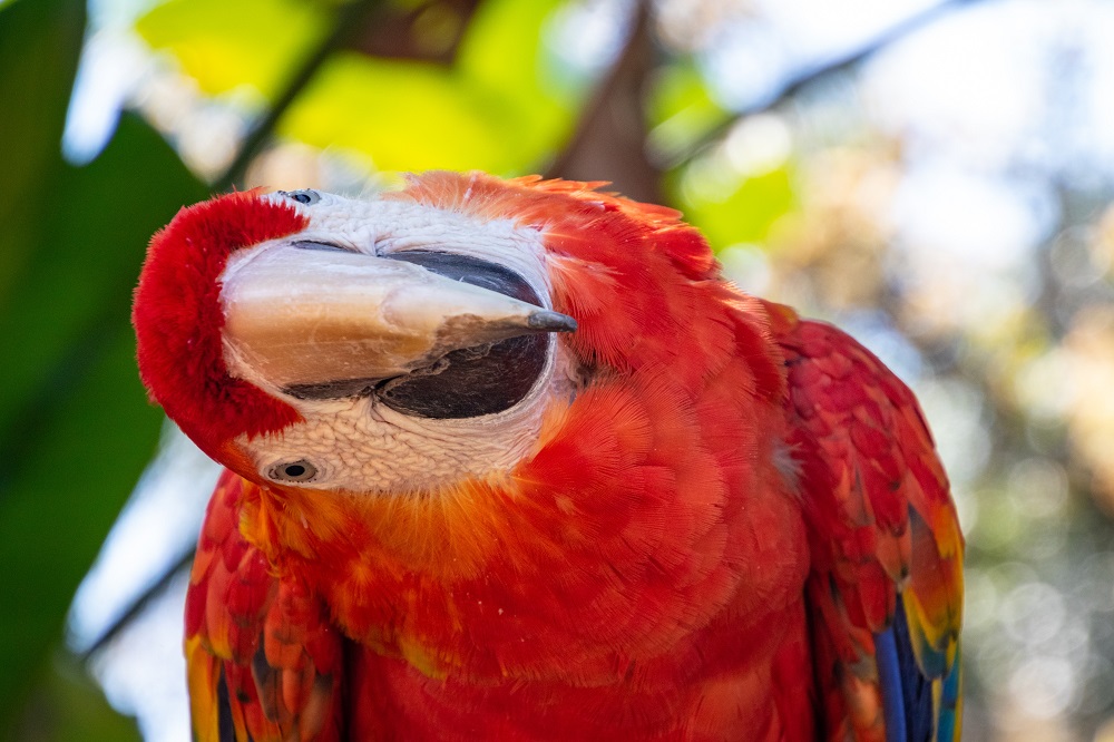 Loro guacamayo rojo con la cabeza ladeada.