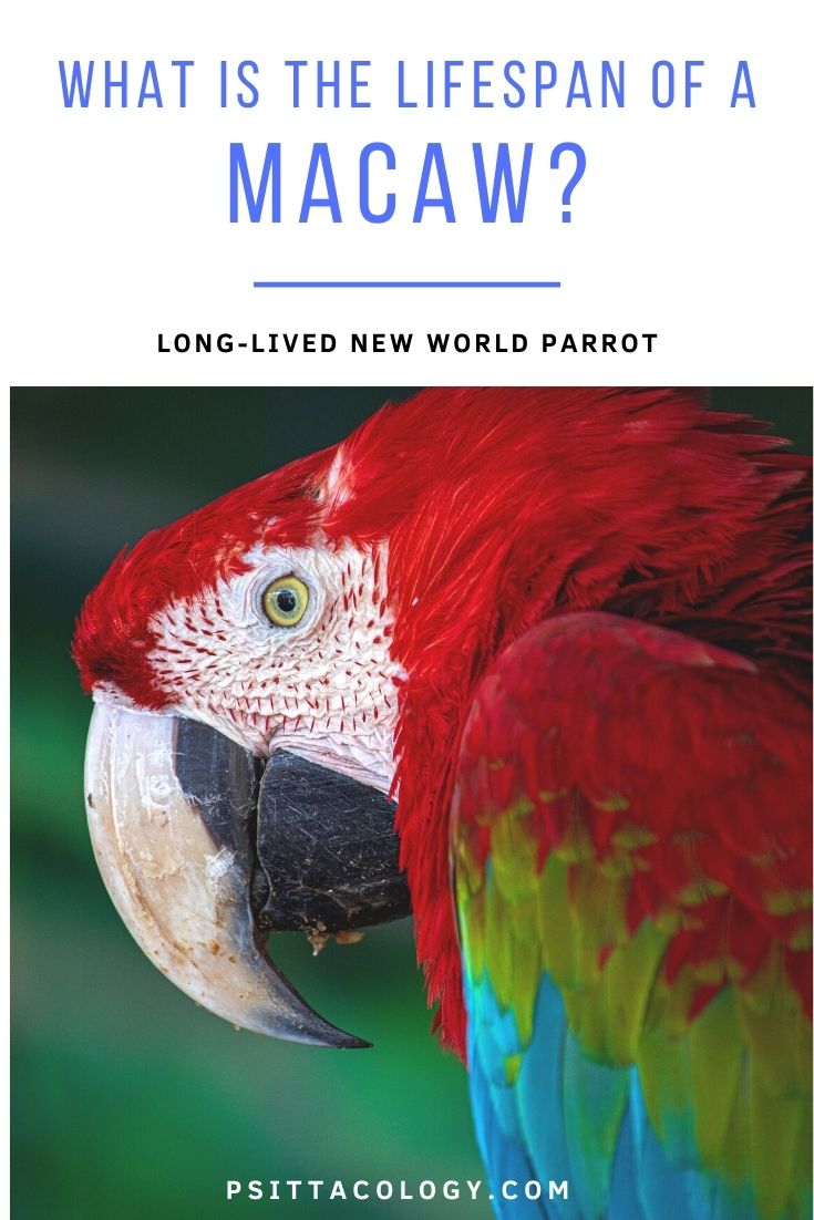 Green winged macaw parrot close-up with text above it saying: "What is the lifespan of a macaw? Long-lived new world parrot"