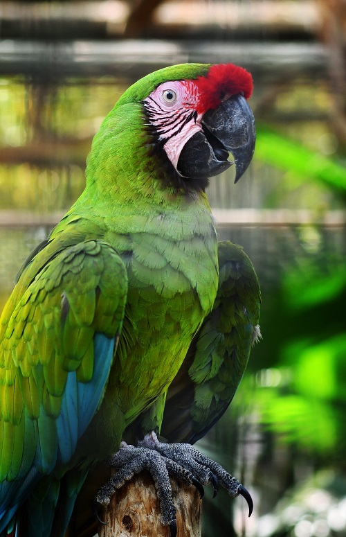 Military macaw parrot sitting on tree stump 