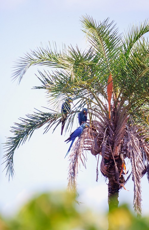 Guacamayos de jacinto silvestres en una palmera.