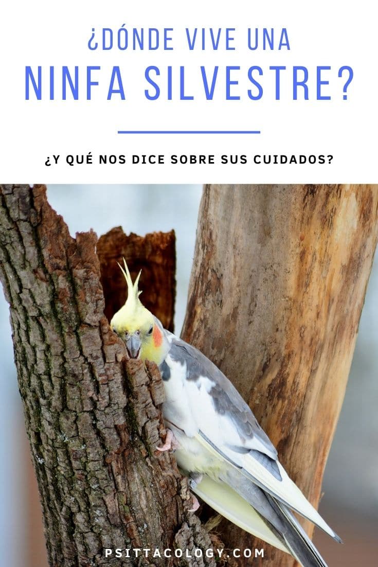 Ninfa o carolina gris (Nymphicus hollandicus), un loro popular como mascota, mordiendo un árbol.