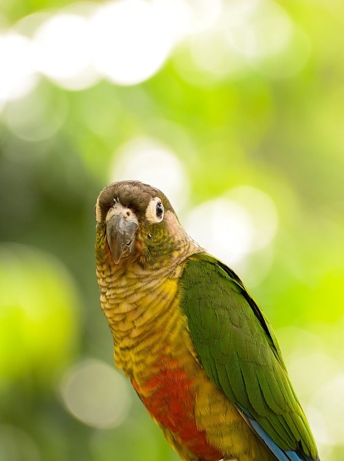 Cotorra de mejillas verdes (Pyrrhura molinae), un loro de compañia popular.