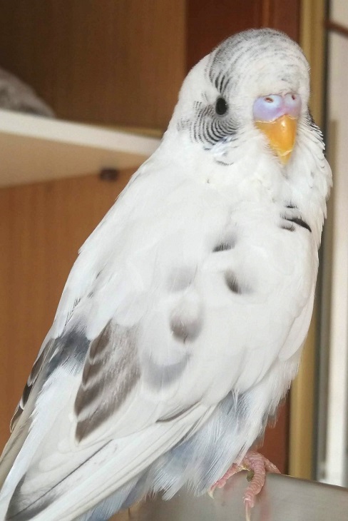 White and black pied male budgie parakeet (Melopsittacus undulatus), a popular pet parrot.