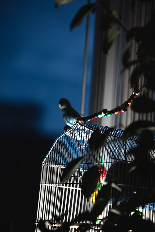 Budgie parakeet (Melopsittacus undulatus, a popular small pet parrot) on a cage at nighttime.