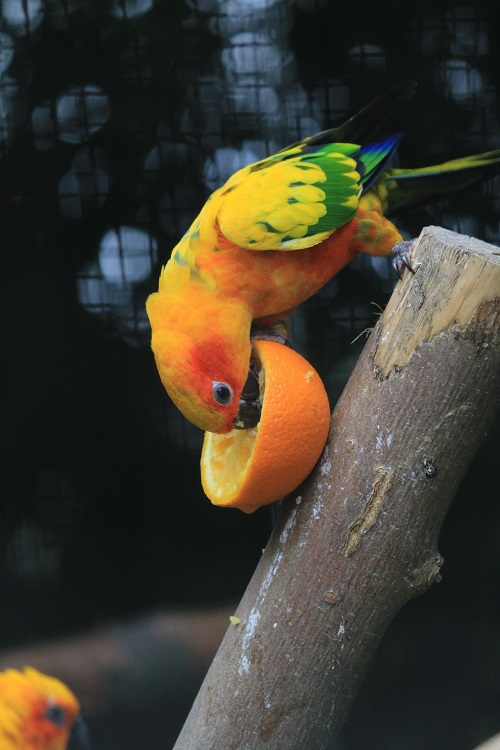 Sun conure parot (genus Aratinga) enjoying a halved orange.