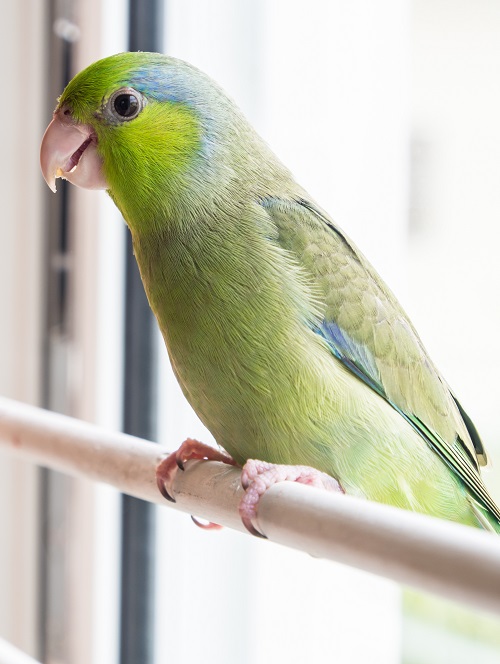 Forpus coelestis or Pacific parrotlet, a popular pet parrot.