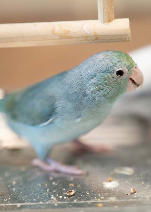 Forpus coelestis (un lorito neotropical) azul comiendo. 