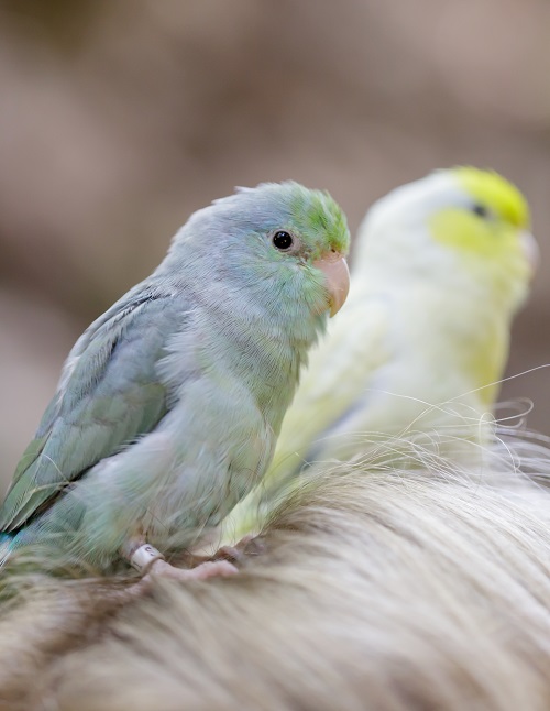 One blue and one green (background) Pacific parrotlet (Forpus coelestis0 on a person's head.