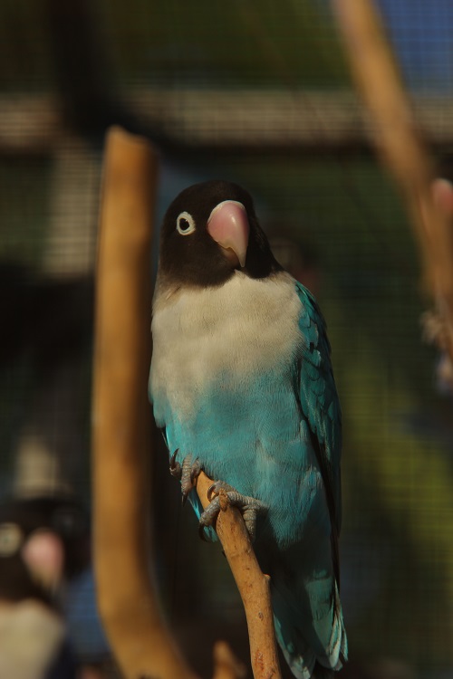 Blue mutation of a yellow-collared lovebird (Agapornis personatus), a popular pet parrot.