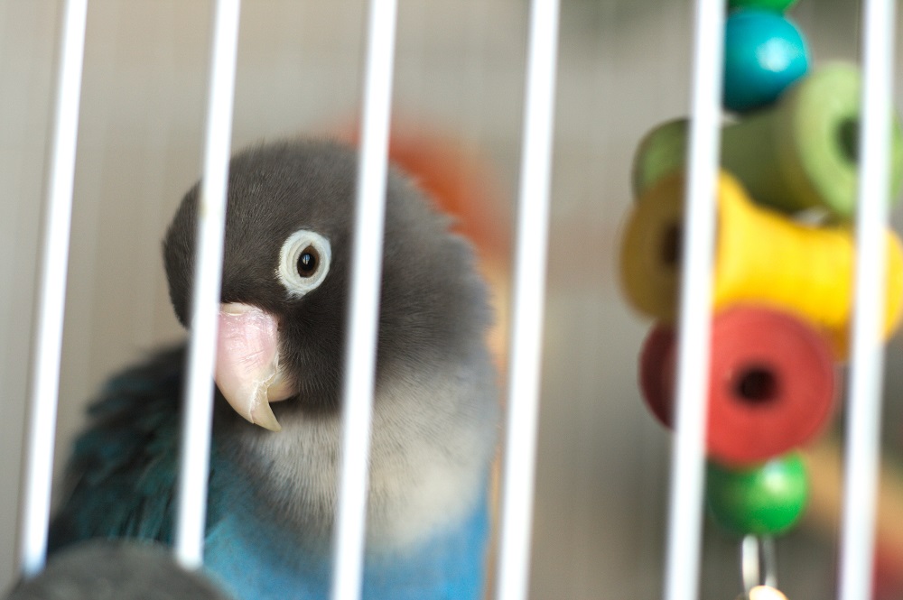 Blue mutation of a yellow-collared lovebird (Agapornis personatus), a popular pet parrot.