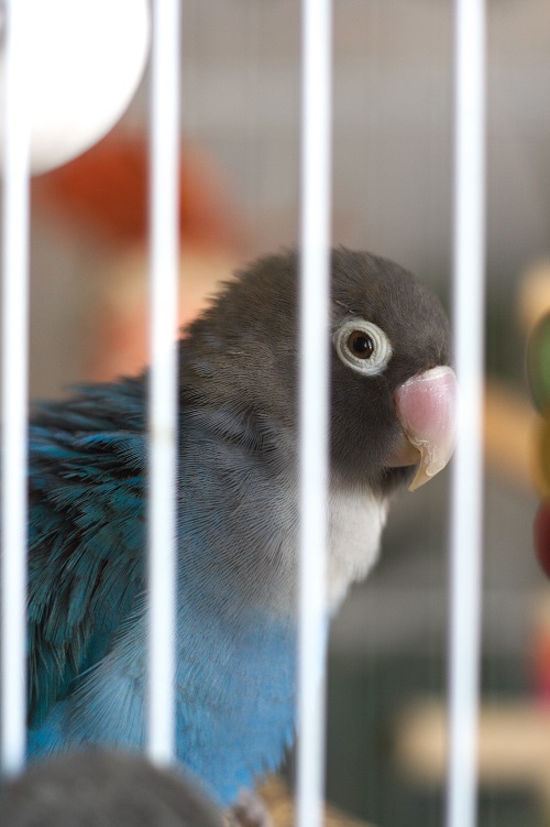 Blue mutation of a yellow-collared lovebird (Agapornis personatus), a popular pet parrot. 