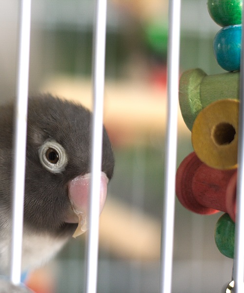 Blue mutation of a yellow-collared lovebird (Agapornis personatus), a popular pet parrot. 