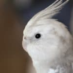 Loro ninfa blanco manchado con gris