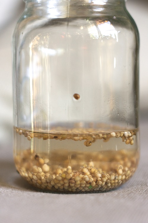 Millet seed mix soaking before sprouting.