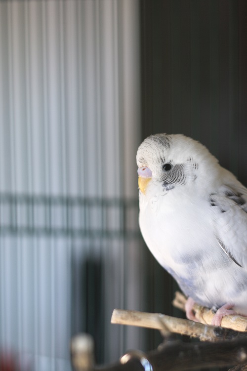 Budgie parakeet (Melopsittacus undulatus)