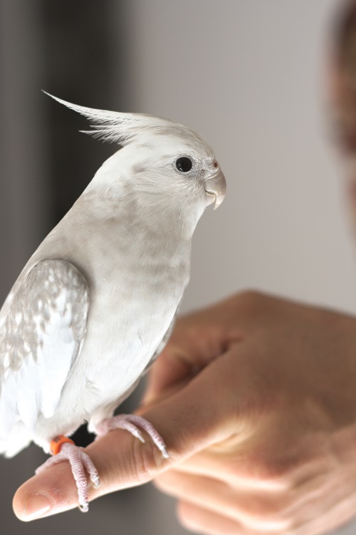 Cockatiel (Nymphicus hollandicus)