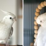 Cockatiel and budgie