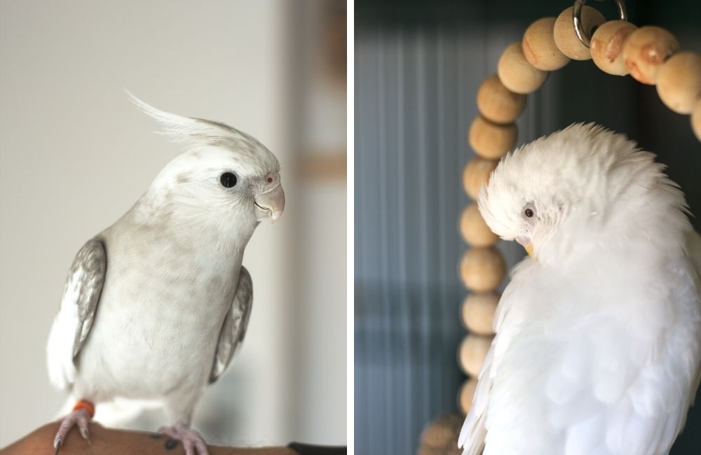 Cockatiel and budgie same cage sale