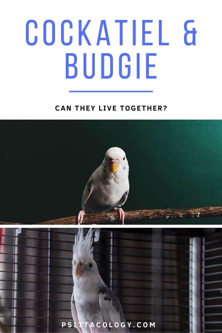 Budgie (Melopsittacus undulatus) and cockatiel (Nymphicus hollandicus)