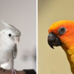 White cockatiel and sun conure photos side-by-side.
