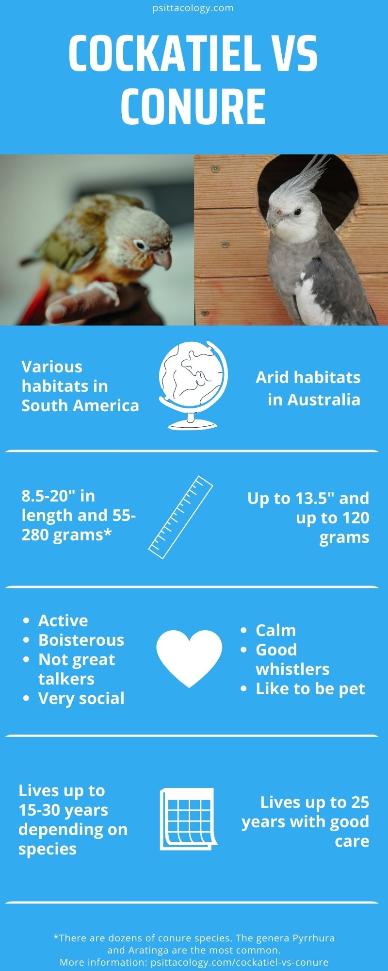 Cockatiel vs conure comparison infographic.