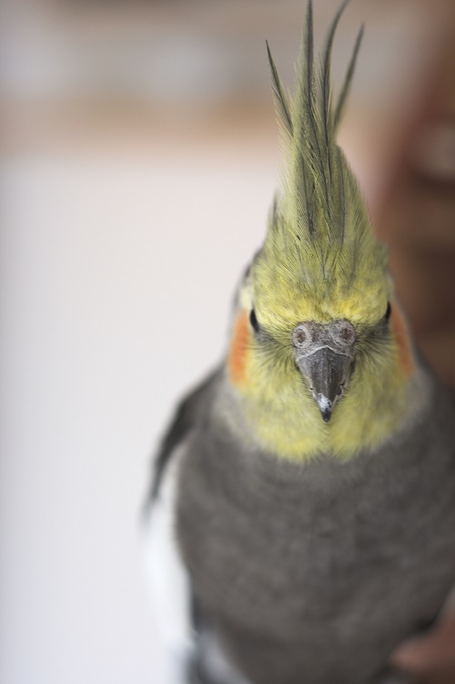 Male wild type cockatiel parrot (Nymphicus hollandicus), a popular pet bird.