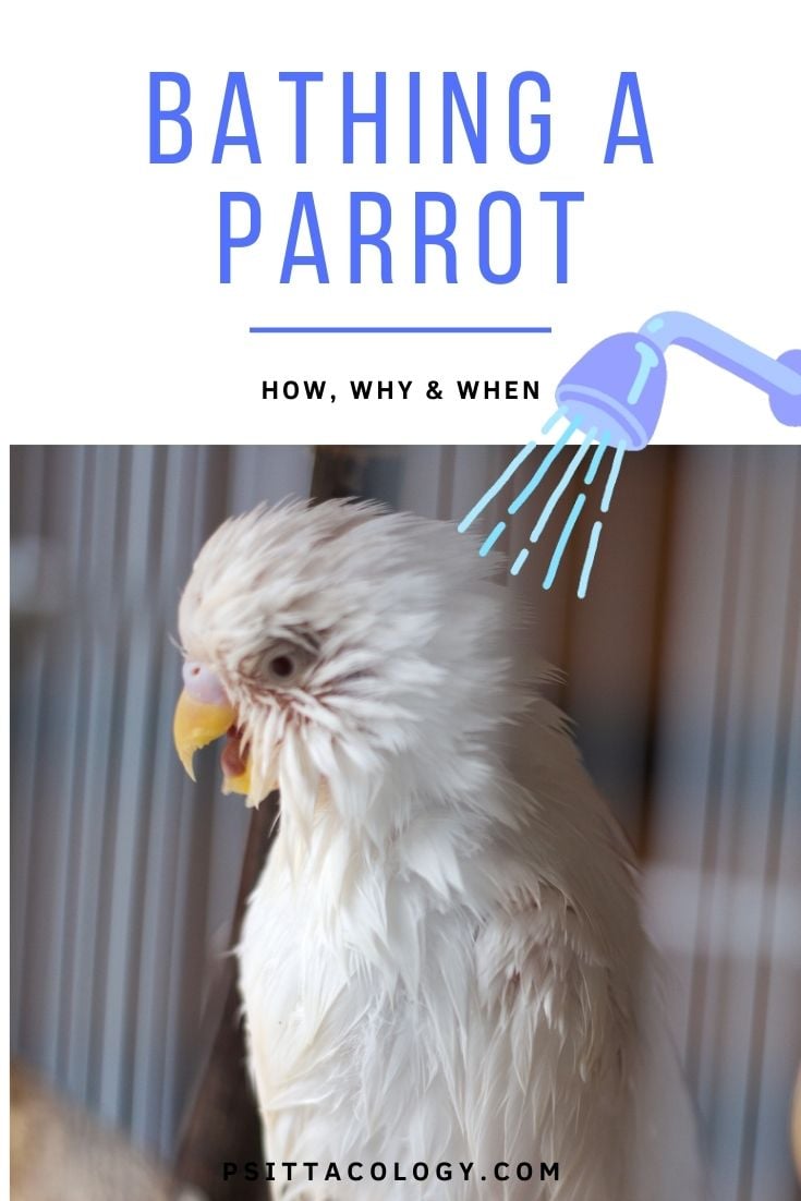 White budgie parakeet with wet feathers after bathing | How to give your parrot a bath