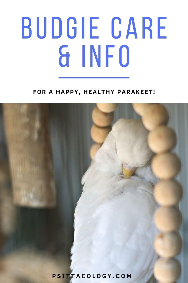 White budgie preening itself on wooden swing.