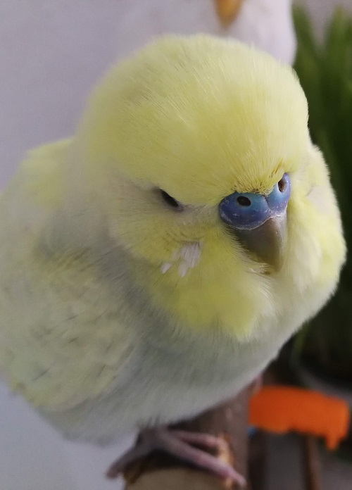 Multicolored male budgie parrot.